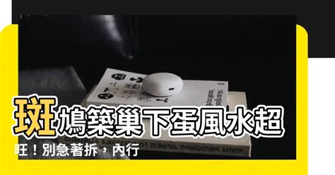 斑鳩築巢下蛋風水|【斑鳩築巢下蛋風水】斑鳩築巢下蛋風水超旺！別急著。